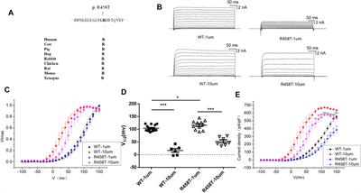 Molecular Mechanisms of Epileptic Encephalopathy Caused by KCNMA1 Loss-of-Function Mutations